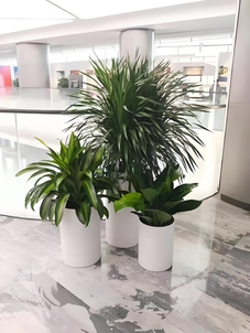 宁波余姚盆景租赁设计